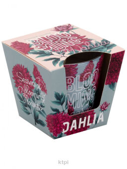 Bartek Candles Świeczka Blooming Season Dahlia 115